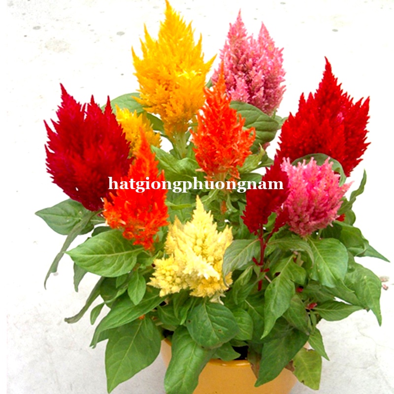 10 HẠT - HẠT GIỐNG MÀO GÀ LỬA F1 LÙN MIX MÀU