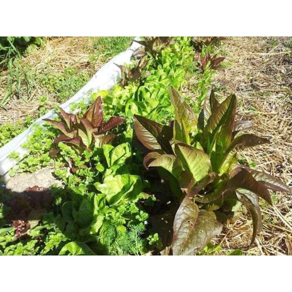 Hạt Giống Rau Diếp Thơm Tím  - Dễ Trồng, Giàu Dinh Dưỡng, Năng Suất Cao - MUA 3 TẶNG 1 CÙNG LOẠI