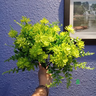 Cây sen ngọc trai