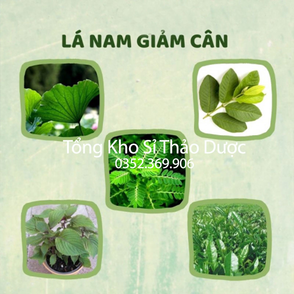 Lá nam giảm cân Set 5-10 túi (Đào thải mỡ thừa, thanh lọc cơ thể, an toàn và hiệu quả)