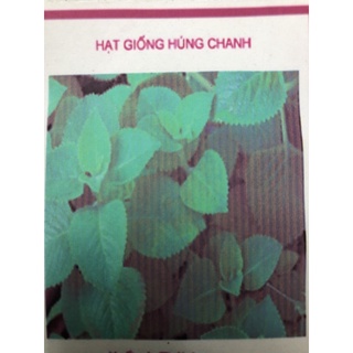 Hạt giống cây húng chanh