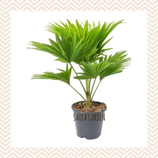 Cây cọ ta - Cọ cảnh để bàn - Cây cảnh nội thất văn phòng