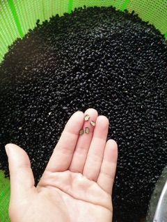 Đỗ đen xanh lòng rang sẵn 1kg