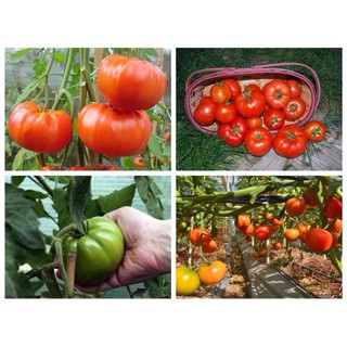 HẠT GIỐNG CÀ CHUA KHỔNG LỒ 1KG