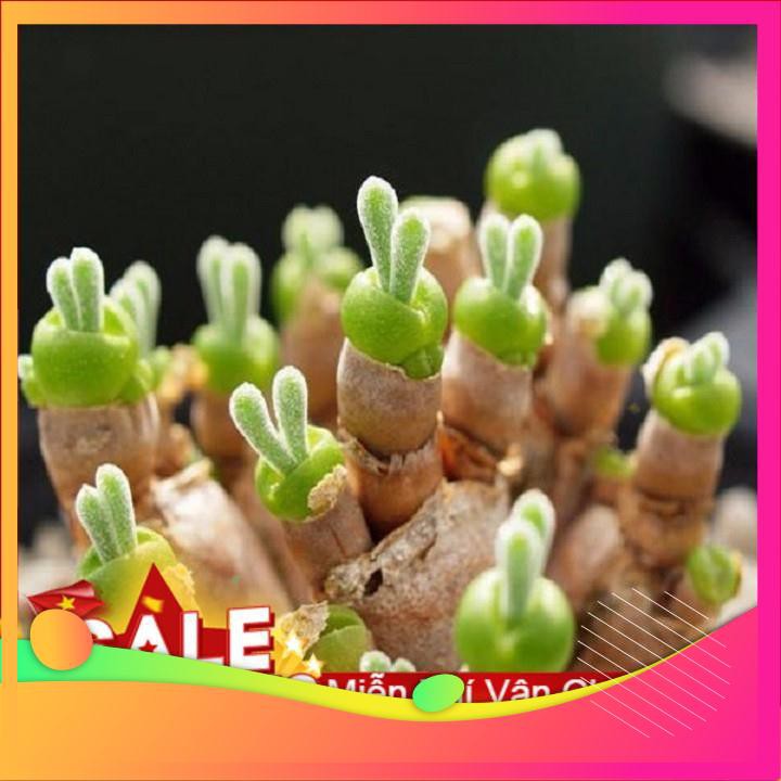 Hạt Giống Tai Thỏ Mix - 10 Hạt VIETGAR