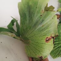 Cây Ổ Rồng