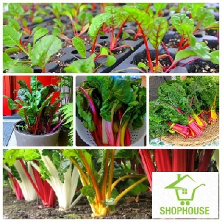 shophouse Gói 100 hạt giống cải bảy màu  SHOP HOUSE  TẾT KHUYẾN MẠI