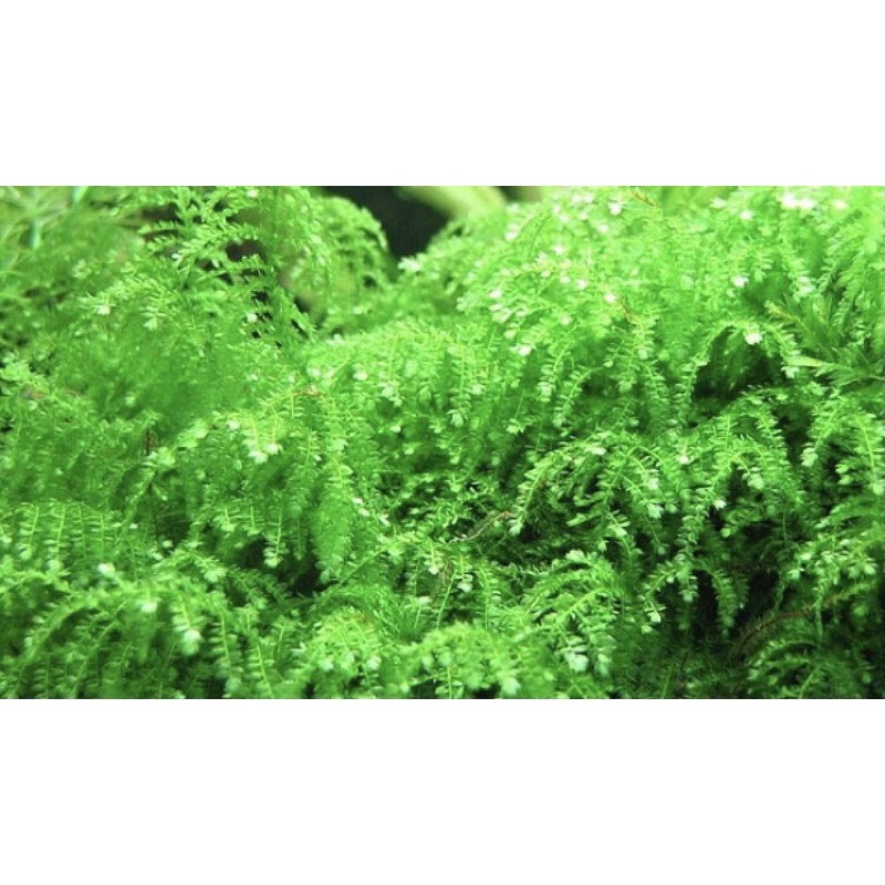 Rêu Weeping - Weeping Moss | Rêu Thủy Sinh, Hồ Tép