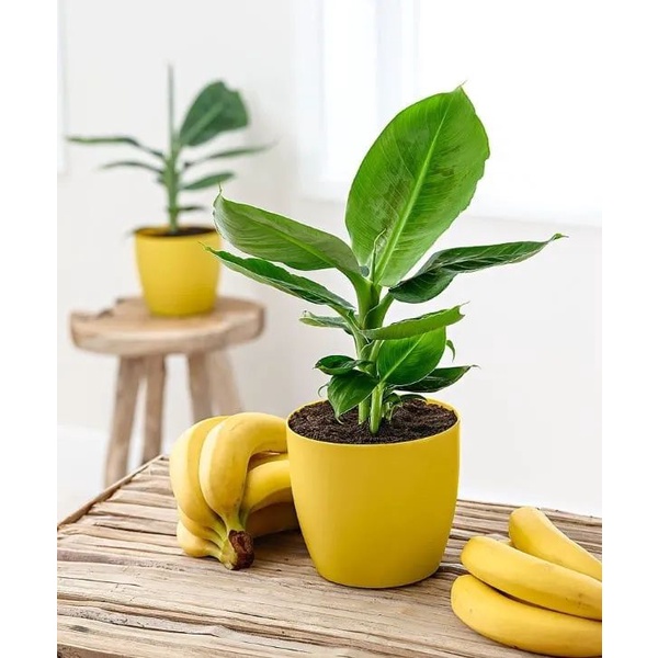 Cây giống chuối cảnh mini