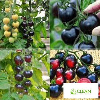 Hạt giống cà chua bi đen 30 hạt