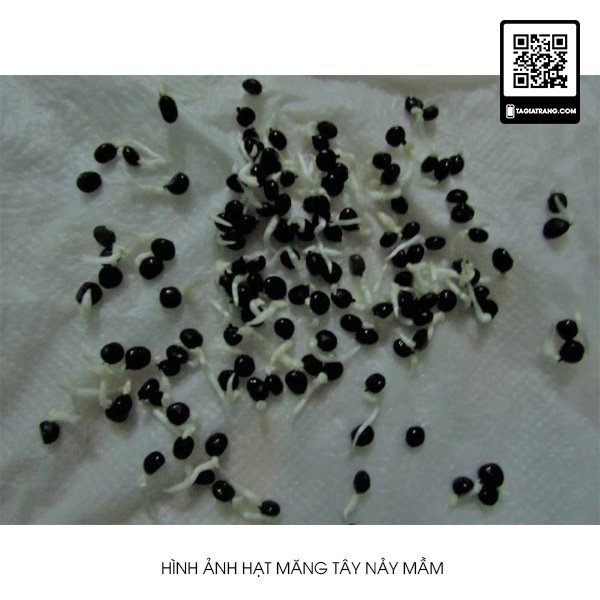1Kg Hạt giống măng tây xanh