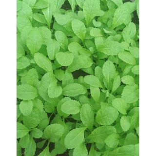 Phân bò Miền Tây 10dm3251