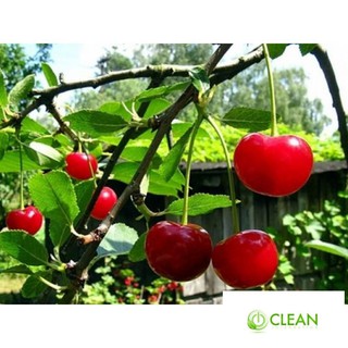 Hạt giống Anh đào (Cherry) (10 hạt)