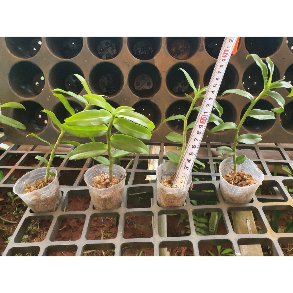 [Giá hủy diệt] phi điệp 5ct mủi trắng