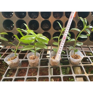 [Giá hủy diệt] phi điệp 5ct mủi trắng