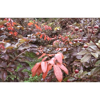 Chậu cây nhãn tím ( cao 40-70cm )