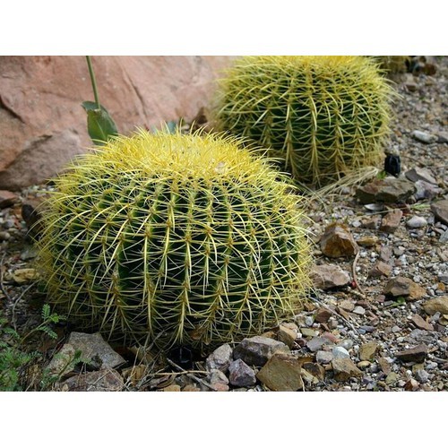 Hạt giống xương rồng Kim hổ + tặng đất gieo xương rồng