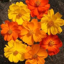 (Gói 100 gram -8000Hatj)Hạt Giống Hoa Sao Nhái F1 Vàng ,Cam-Dễ Trồng, Hoa Nở Đẹp