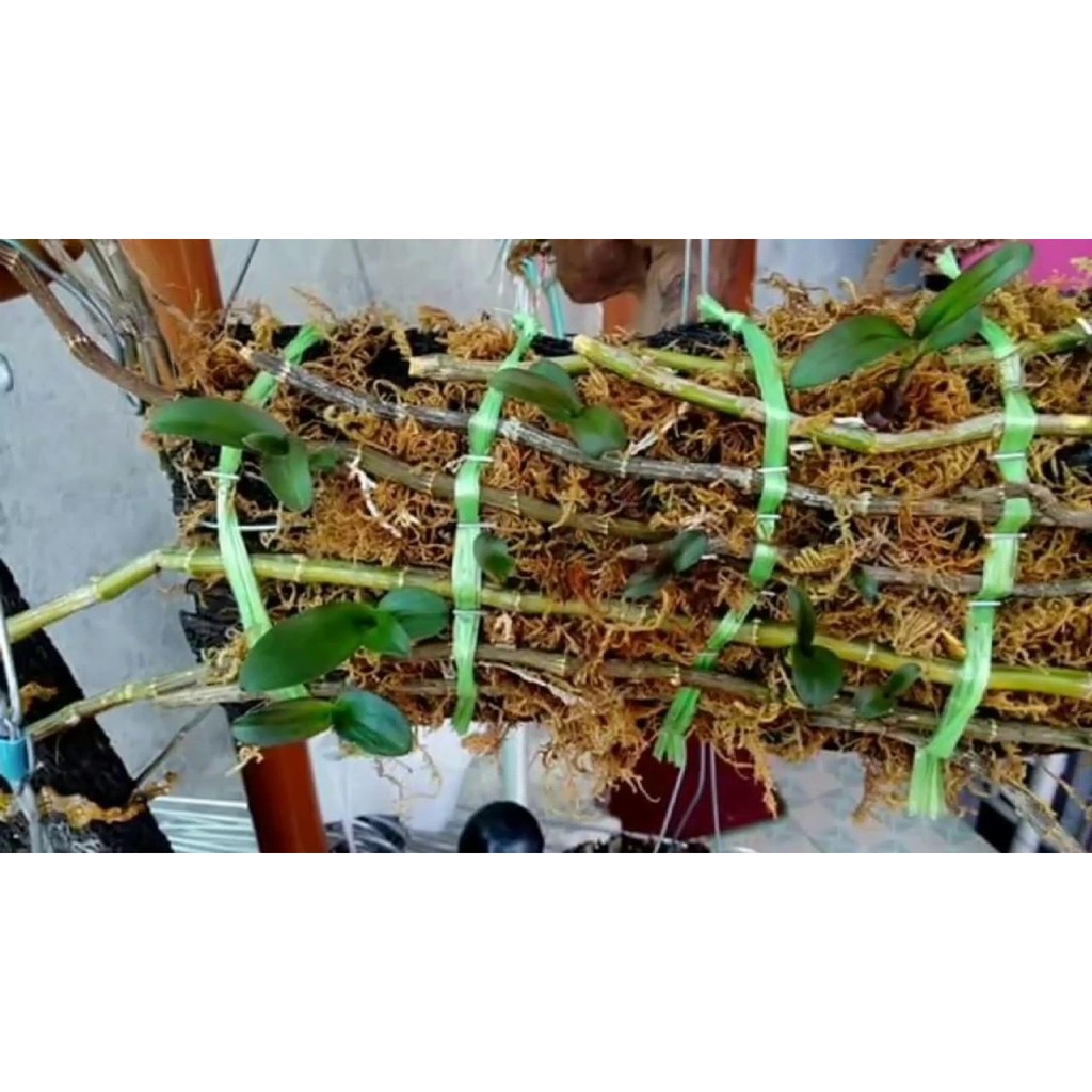 Combo kích keii cho cây - keiki duy pro 15ml và keo liền sẹo mỹ tiến 100g