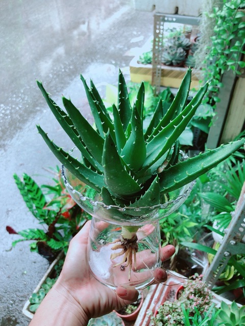 Nha Đam Trồng Thuỷ Sinh