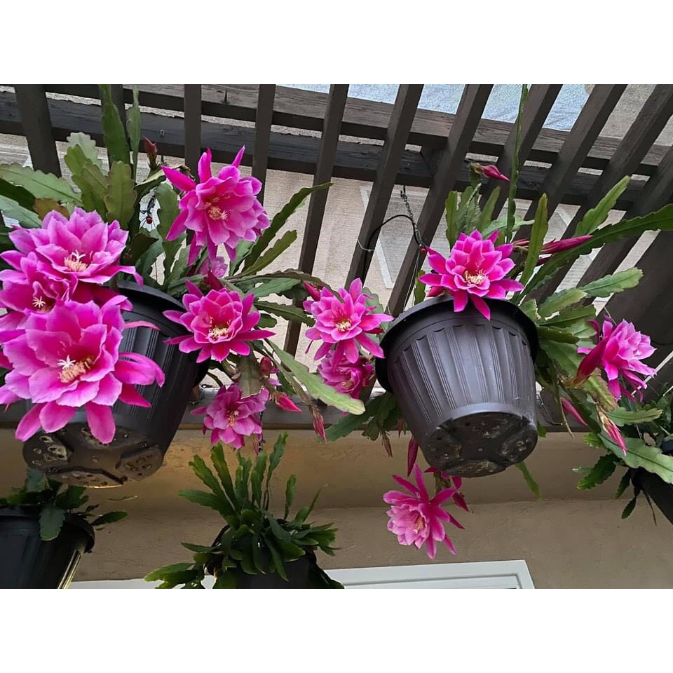 Đại Nhật Quỳnh Chậu Giống- màu Đẹp-Độc- Lạ