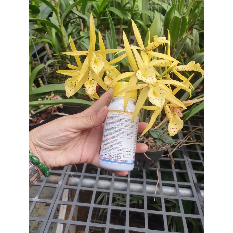 Phân bón AMINO ALEXIN  chai 100ml  - Chuyên trừ  thối lá  -Mai Huy