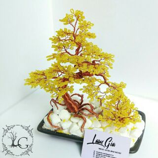 Cây Mai Bonsai Để Bàn