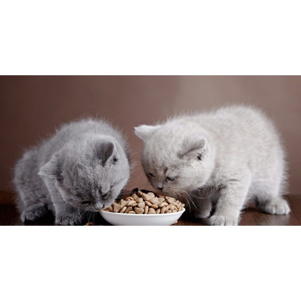 Thức ăn hạt khô cho mèo cateye gói ckia 1kg túi zip bạc