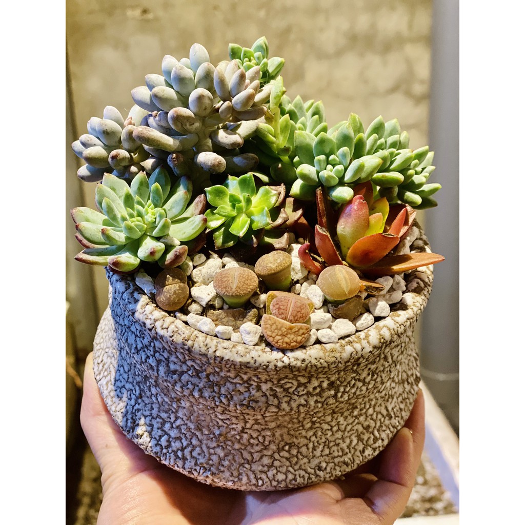 COMBO RANDOM 5 LOẠI SEN ĐÁ SIZE NHỎ🥩 |FREESHIP| 🧚🏻 XUẤT XỨ ĐÀ LẠT, ĐÃ THUẦN KHÍ HẬU, SIÊU KHOẺ ĐẸP 🍏 LỖI 1 ĐỔI 1