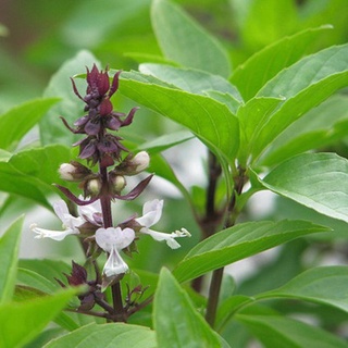 Hạt giống rau Húng Quế (5gram)