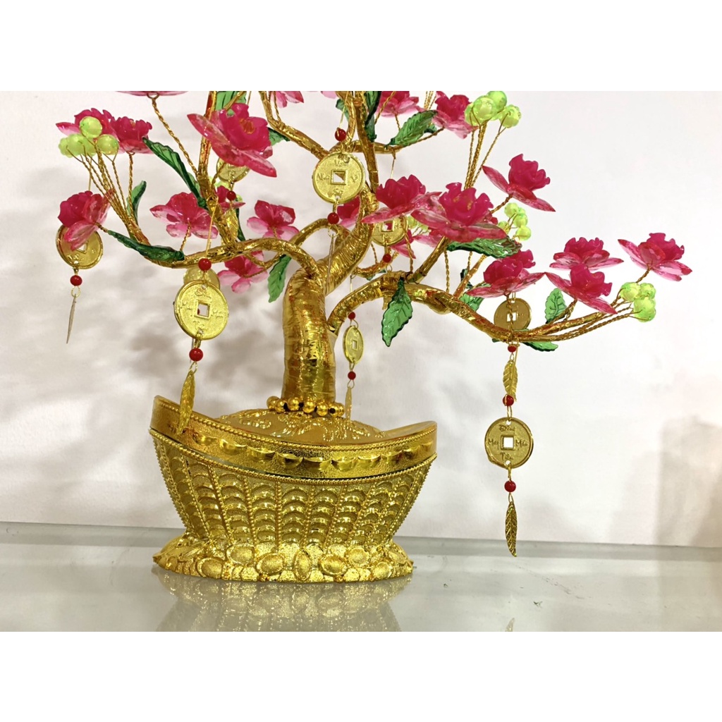 Cây kim tiền hoa đào cao 45cm