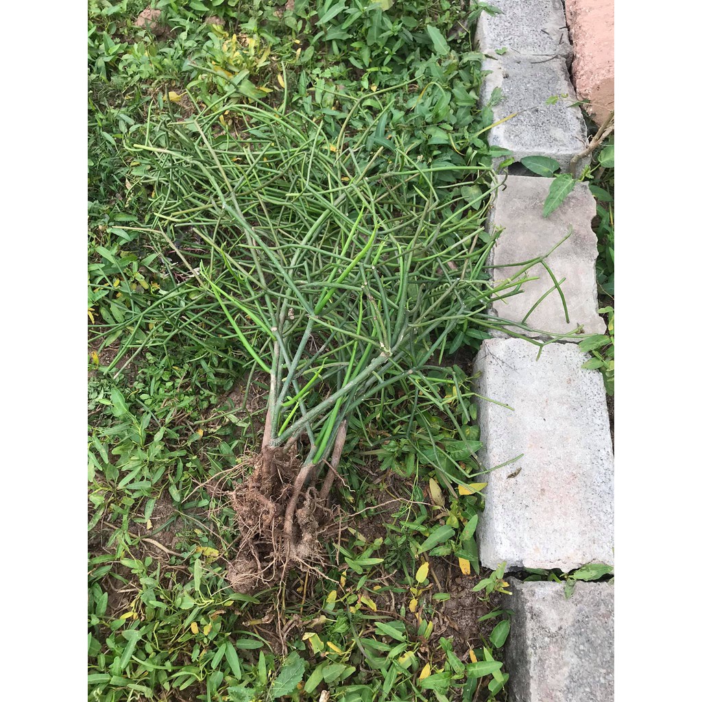 Cây giao - Cây xương cá