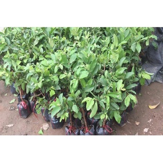 CÂY GIỐNG ỔI NỮ HOÀNG ( GIỐNG GHÉP CHO TRÁI SỚM)
