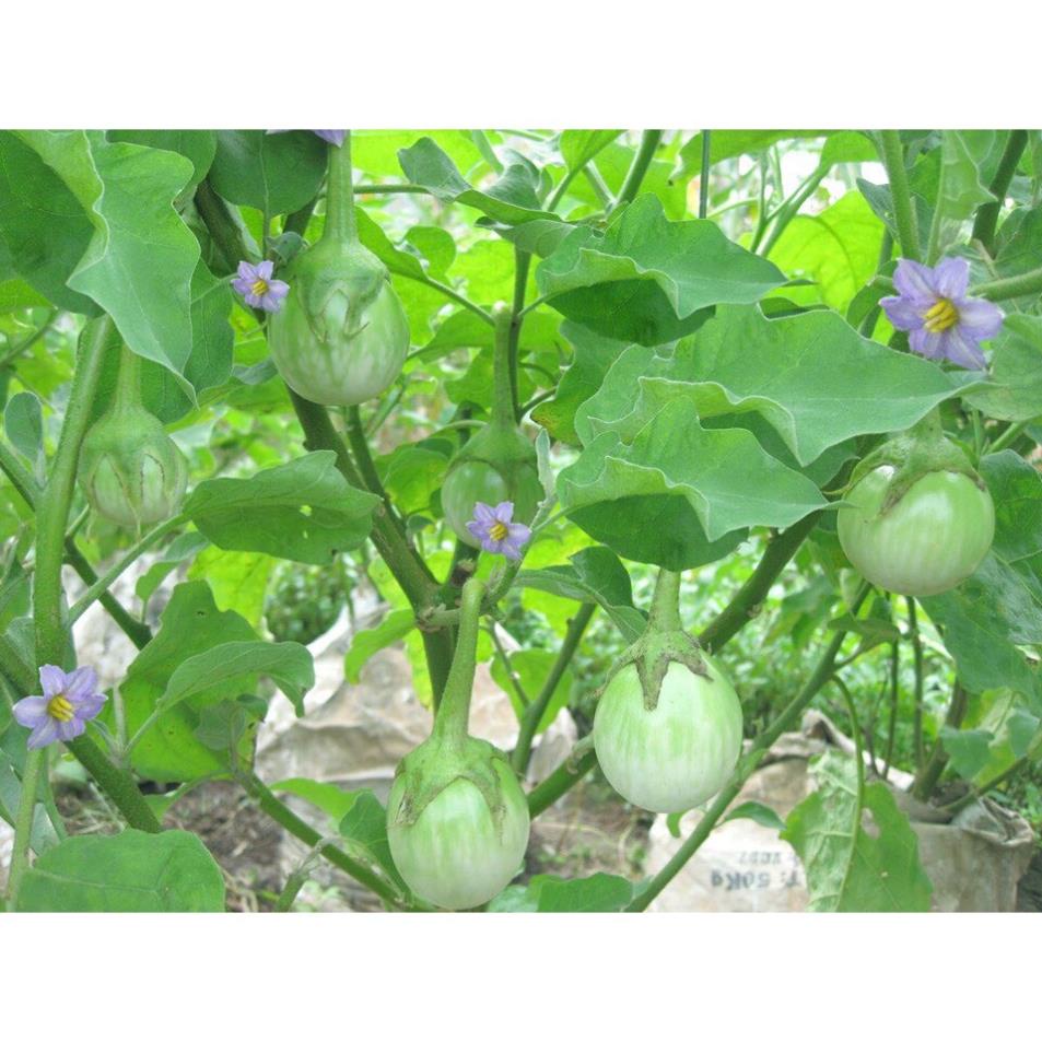 Hạt Giống Cà Pháo Xanh Cao Sản F1⚡️ Chống Chịu Sâu Bệnh Sinh Trưởng Khỏe