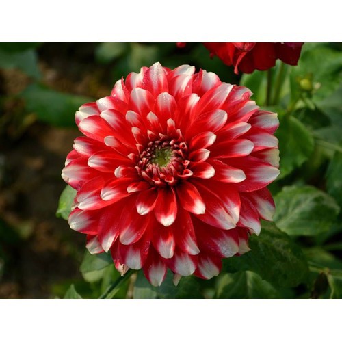 Hạt Giống Hoa Thược Dược HN010