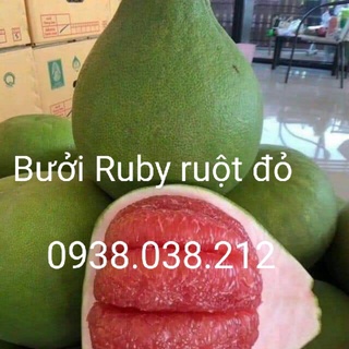 CÂY BƯỞI RUBY RUỘT ĐỎ CHUẨN F1 ( TRÁI BƯỞI THÁI RUỘT ĐỎ )