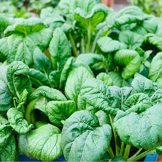 [Hạt giống Nhật Bản] Gói 200 Hạt Giống Rau Cải Vitamin Nhật Bản - tỷ lệ nảy mầm 95%