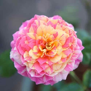 Cây hoa hồng ngoại Claude Monet rose