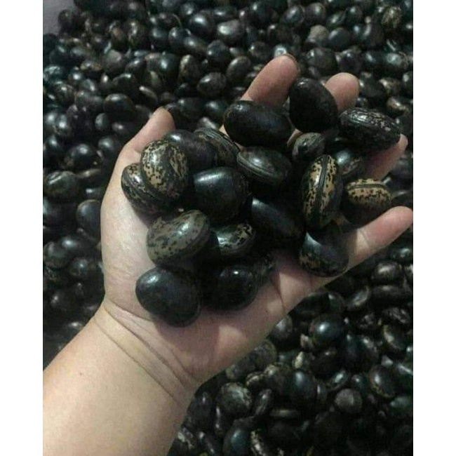 HẠT ĐẬU LÀO 10 HẠT