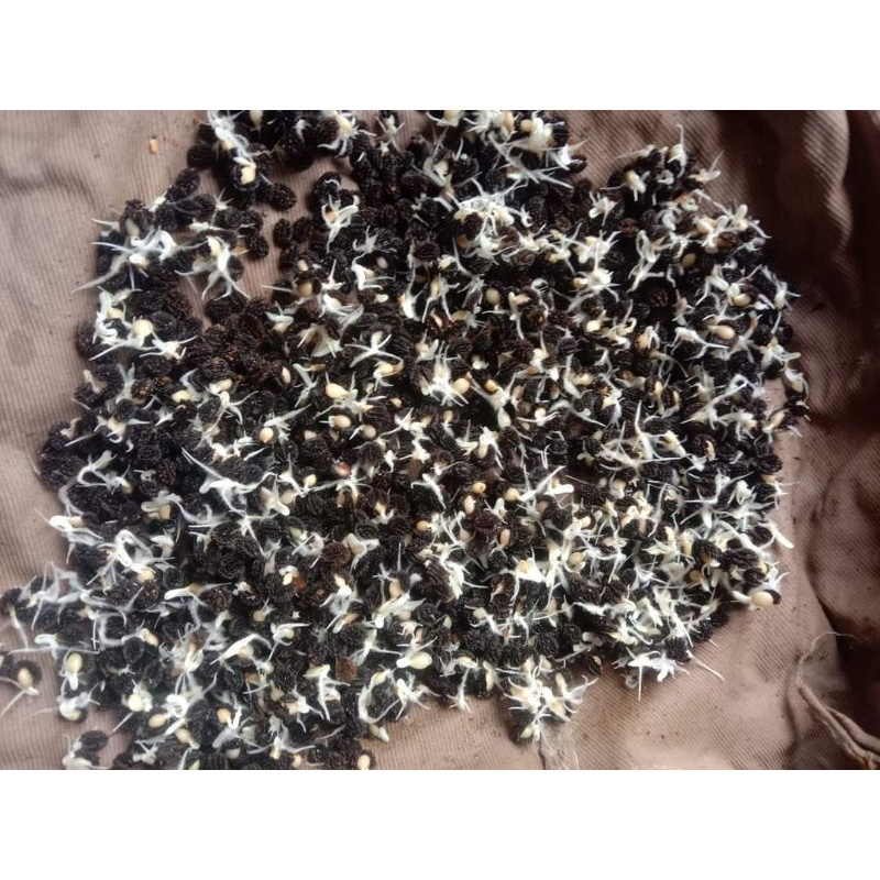 Gói 100 HẠT GIỐNG ĐU ĐỦ ĐỰC LÙN SIÊU HOA