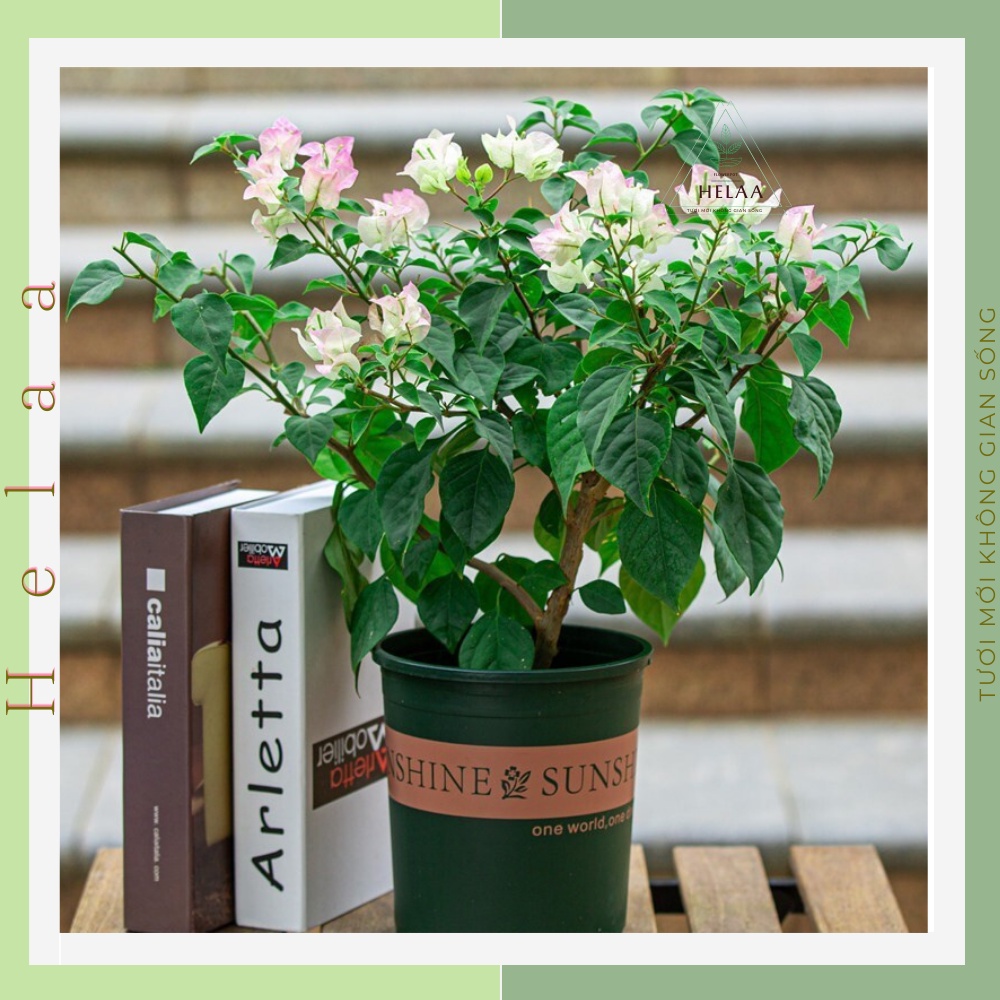 Chậu Nhựa Trồng Hoa SUNSHINE 3 Gal, 1.5 Gal, 1 Gal, Cây Cảnh,Trang Trí Ban Công, Sân Vườn, Văn Phòng - Có Dĩa Kèm