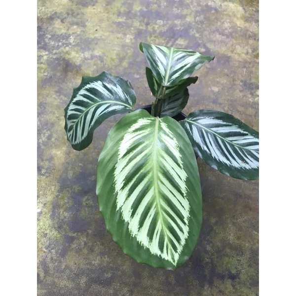 Chậu cứngĐuôi công Flame star