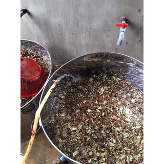 CAO HÀ THỦ Ô BÉ XỊN
