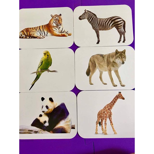 [SIZE TO] Bộ Thẻ Học Thông Minh 18 Chủ Đề 288 thẻ, flashcard song ngữ loại chuẩn, Glenn Doman Flashcard cho bé