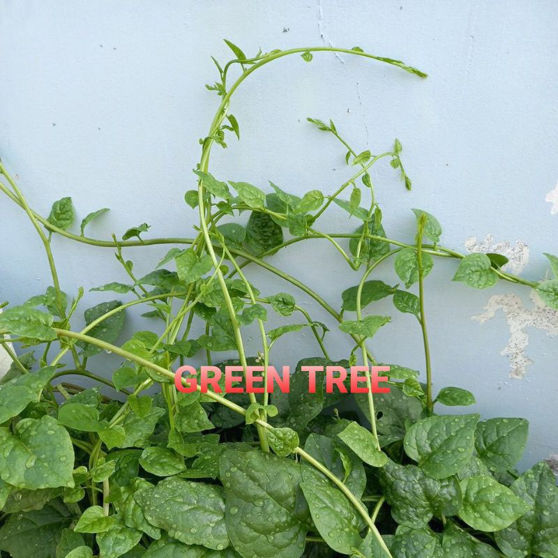 Hạt giống mồng tơi, khổ qua tây xanh