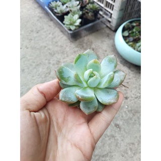 Sen đá mon Đà Lạt size 6,5-7cm