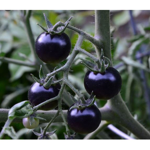 30 Hạt Giống Cà chua Cherry đen F1 Sáng Bóng Sai Quả