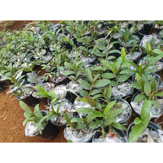 phi điệp hồng yên thủy