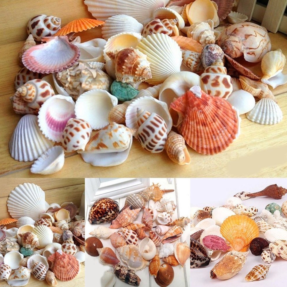 100g Vỏ Ốc Biển Trang Trí