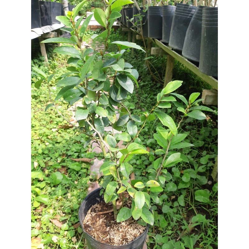 Cây hàm tiếu, dạ họp hương